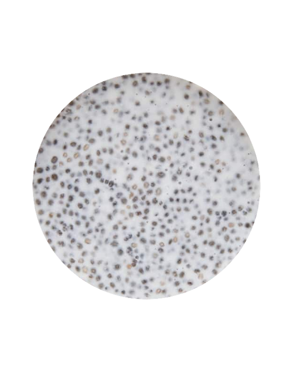 Chia Pudding - FMP